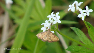 Ecpyrrhorrhoe rubiginalis DSC171191