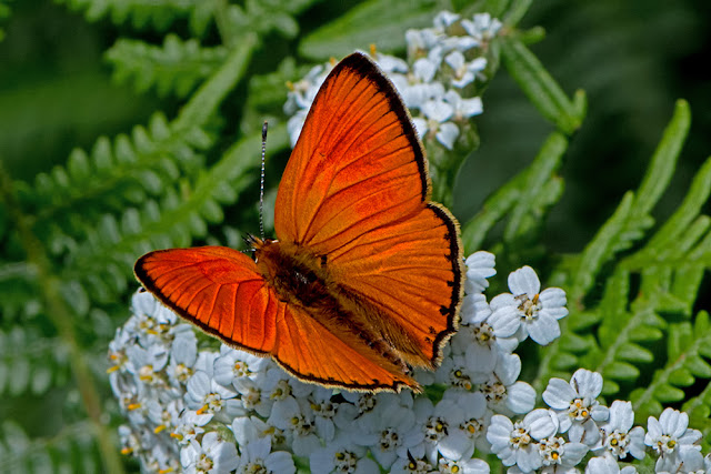 Heodes virgaureae the Scarce Copper butterfly