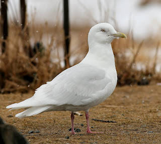 glaucpides Iceland Gull St.John's