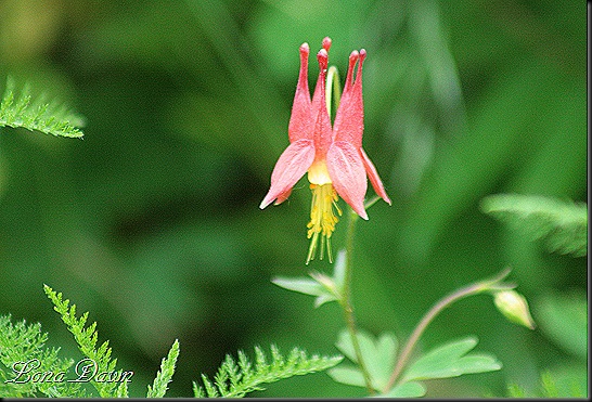 S_Red_Columbine2