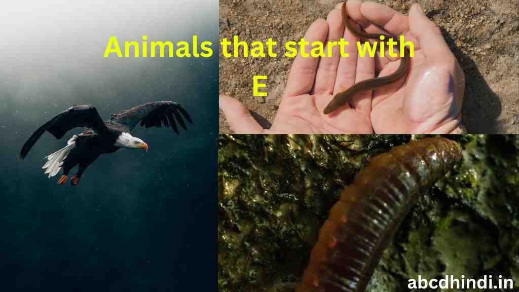 Animals that start with e