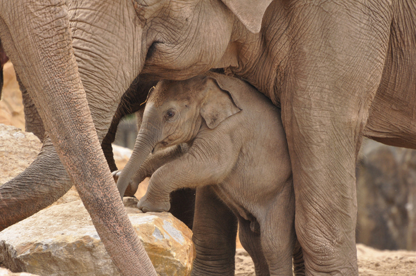 cute+baby+elephants+pictures+017