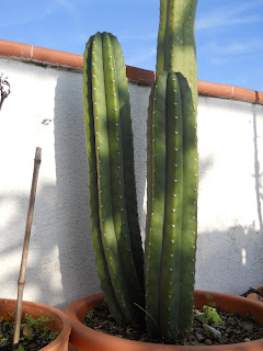 cactus San Pedro