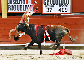 cogida torero joselito riquelme plaza toros acho 2019 sangre novillo 