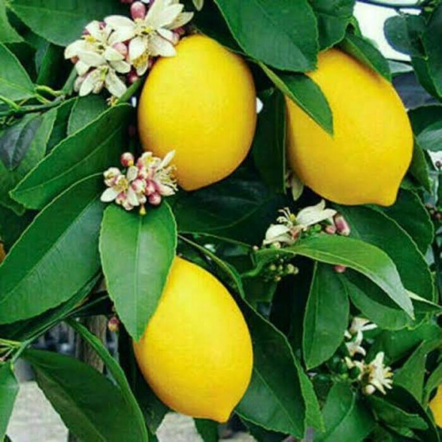 bibit lemon california jumbo siap berbuah bibit lemon Banten