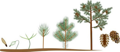 Drawing of a pine tree's life cycle