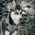 What is the attitude of a Siberian Husky?