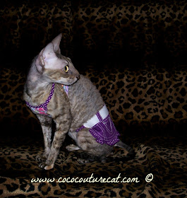 Coco the Cornish Rex in a two piece dress