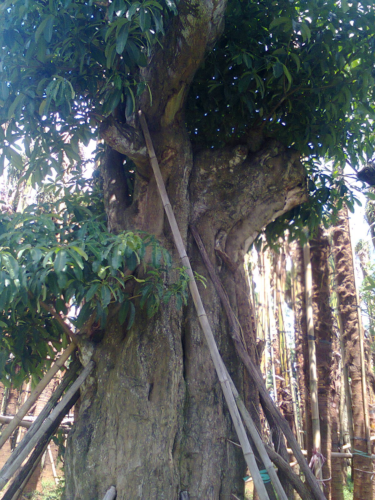 Ubay Landscape: PULE, Pohon Raksasa Peneduh