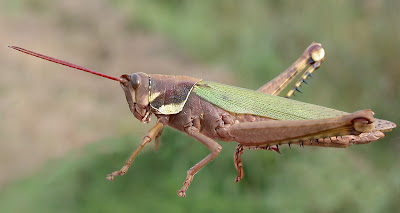 Tucura patas espinosas (Coryacris angustipennis)