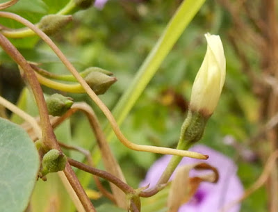 野牽牛的花