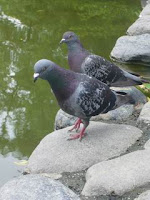 burung merpati dekat kolam