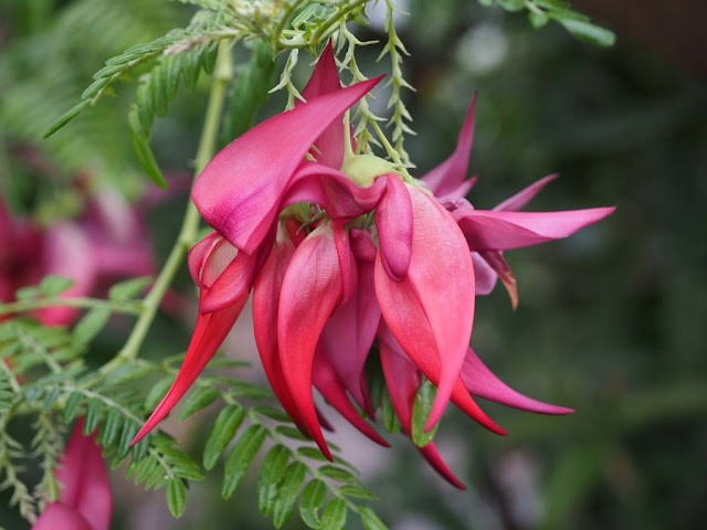 Clianthus