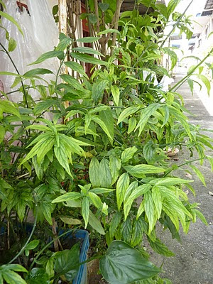 sabah snake grass, daun belalai gajah, pokok penawar kanser, sabah clinathus nuthan