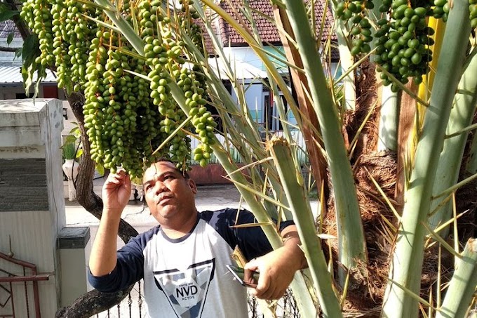 Viral Pohon Kurma Berbuah Lebat di Halaman Rumah Warga, Awalnya Dikira Pohon Salak