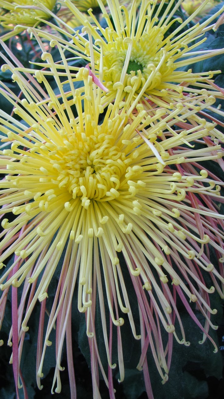 Flower Homes: Chrysanthemum X Morifolium Flowers