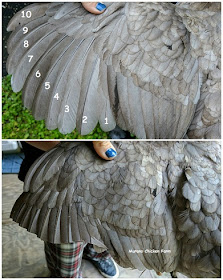 trimming chicken feathers, diagram