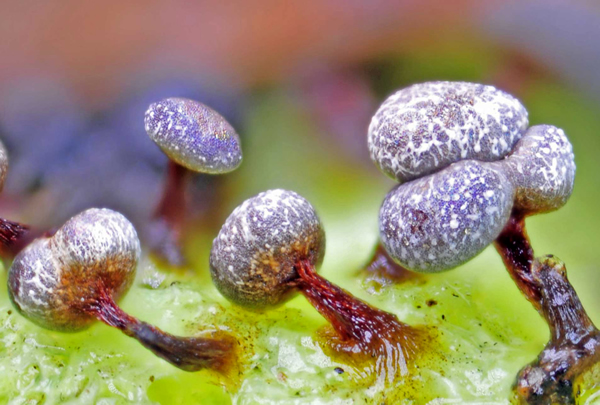 myxomycetes fruiting bodies