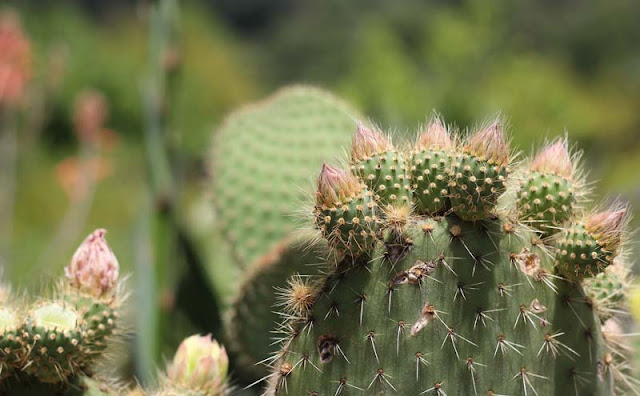 Cactus Flowers Pictures