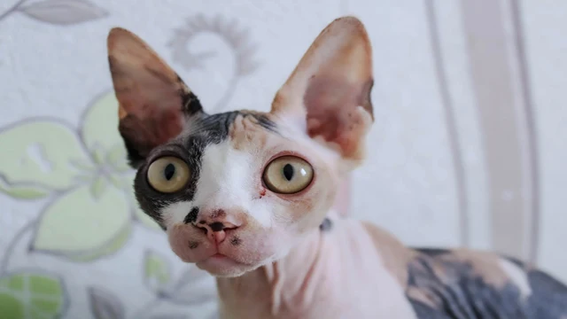 Sphynx Cats: Unveiling the Elegance