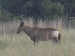 Röd gnu