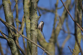 Long-tailed Tit