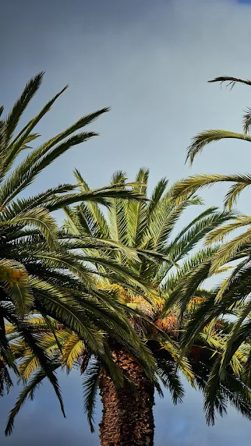 Tropical, Palm Trees, Leaves, Sky