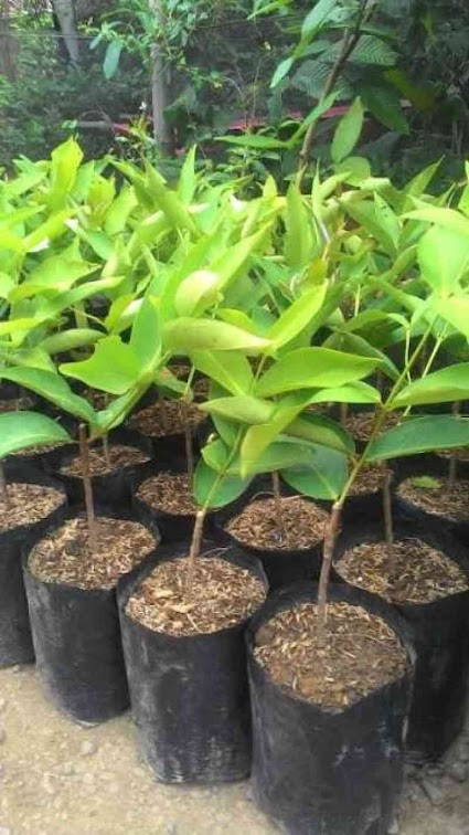 bibit jambu kiojok tanaman super manis mudah tumbuh Jawa Tengah