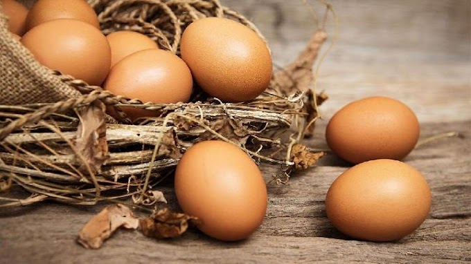 Cari Tempat Grosir Telur Ayam