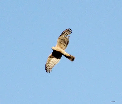 Eurasian Sparrowhawk winter visitor