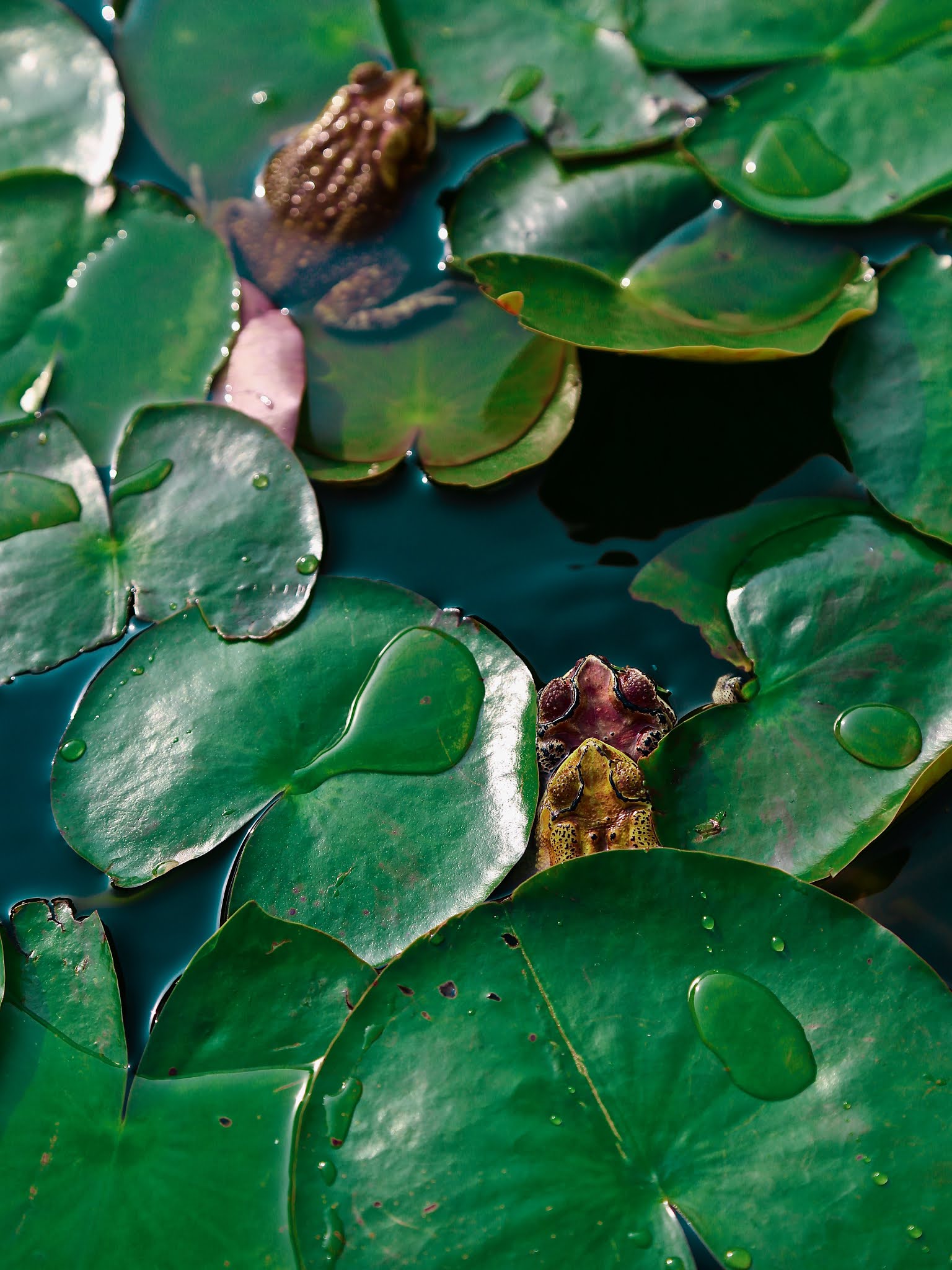 Toad, frog high resolution free