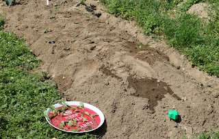 A tray of seedlings to plant out