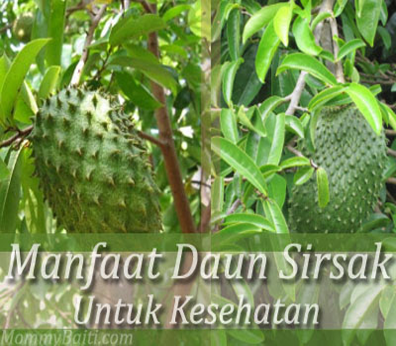 Manfaat daun sirsak untuk kesehatan