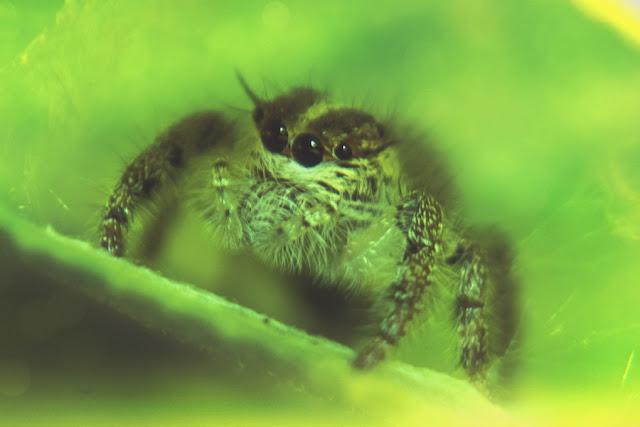 Top 10 Ten Images Macro Photography Part 6 | Jumping Spider
