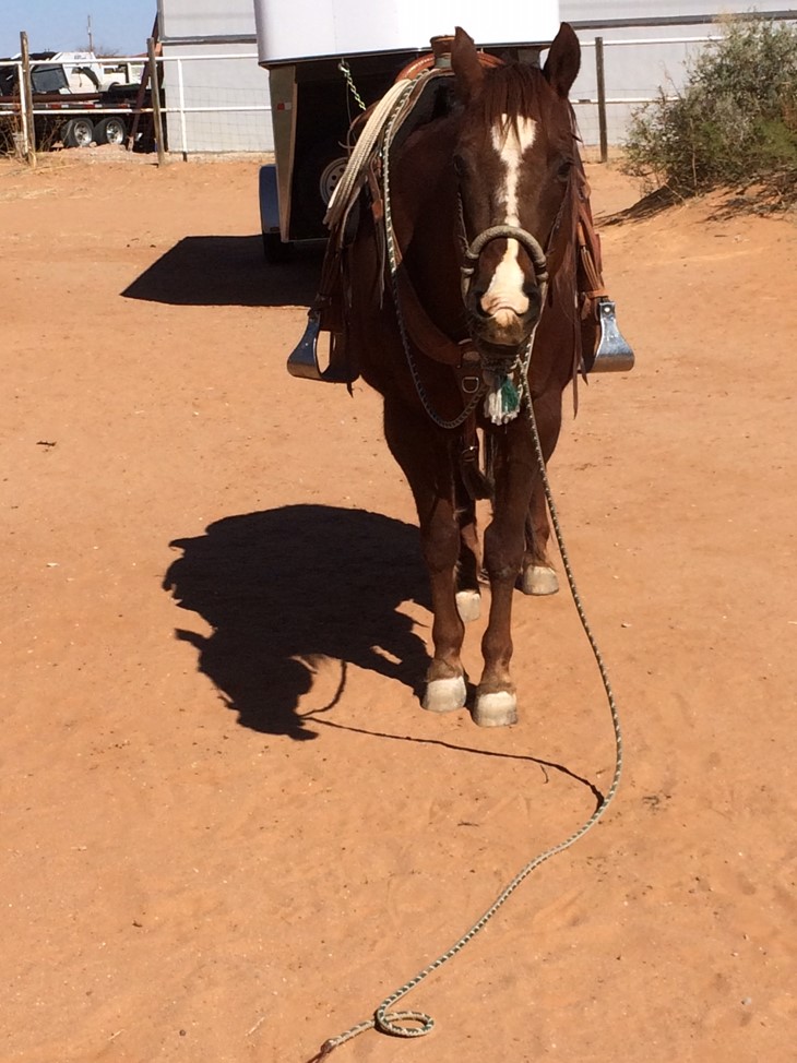 Functional Horsemanship: Ground Tying Your Horse