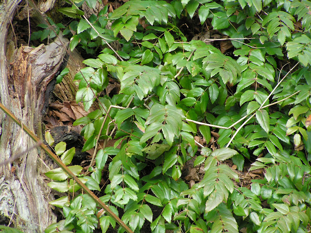 oregon grape wild edible plants