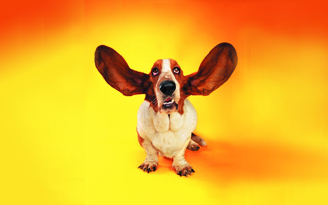 basset hound wallpaper, funny ears