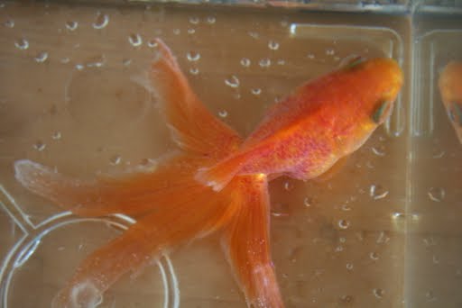 金魚chans みかん重症