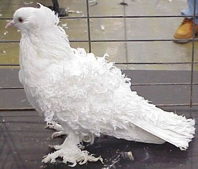 Frill Back Pigeon