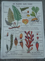 les plantes sans fleurs affiche scolaire