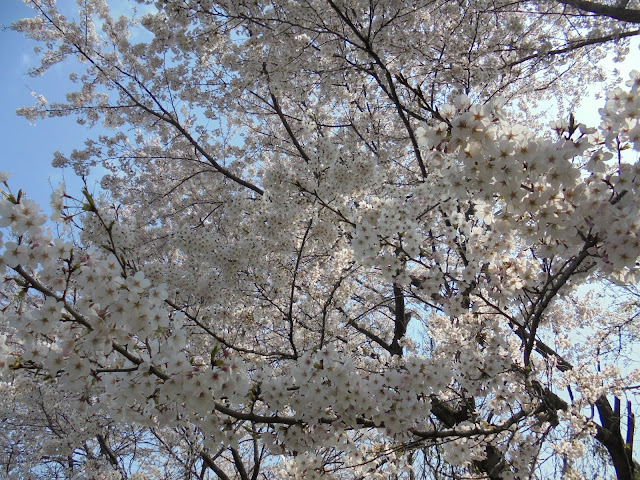 大山トム・ソーヤ牧場のソメイヨシノ桜