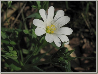 1303greaterstitchwort