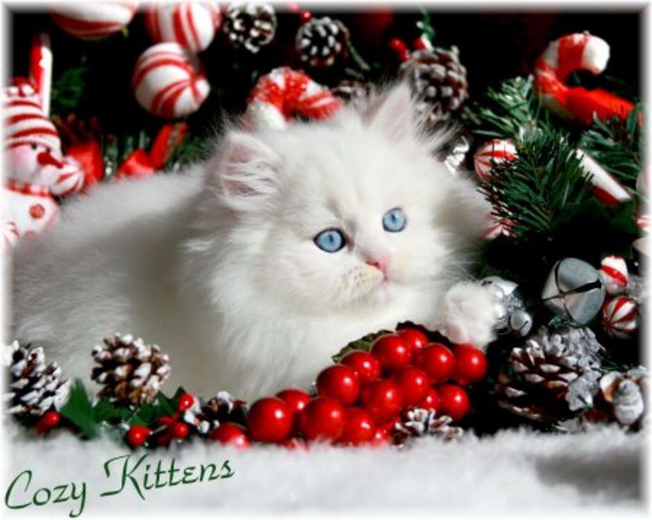 cute puppies and kittens wallpaper. cute puppies and kittens