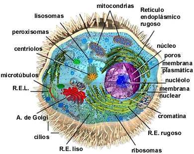 Estructura de la Célula Eucariota Animal 