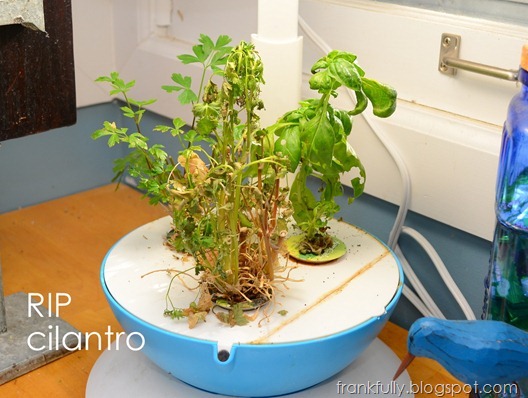 RIP cilantro