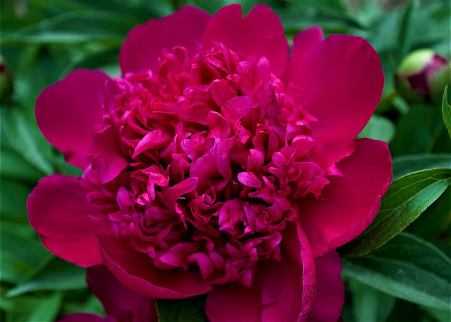 Пион 'Richard Carvel' / Пион 'Ричард Карвел' (Paeonia 'Richard Carvel')