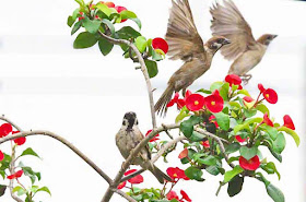 birds, humor, sparrows, flowers, Okinawa, Wordless-Wednesday