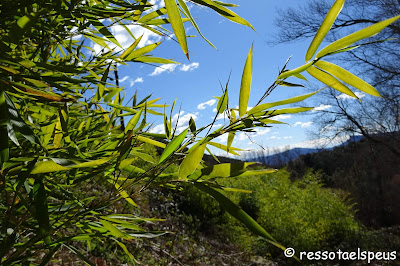 Recorrent territori de volcans III