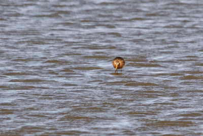 IJslandse Grutto - - Limosa limosa islandica