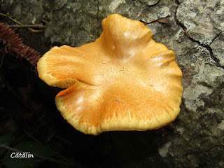 Gymnopilus junonius IMG13495